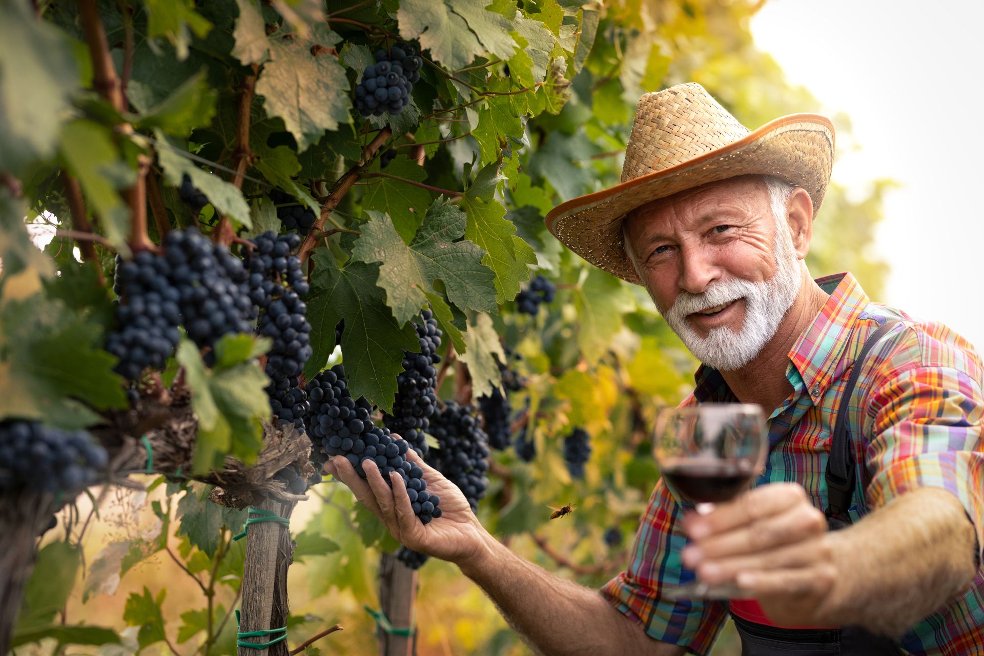 wie man Wein herstellt