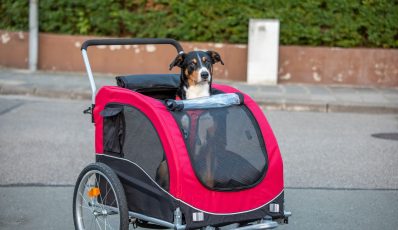 Vorteile eines Fahrradanhängers für Haustiere