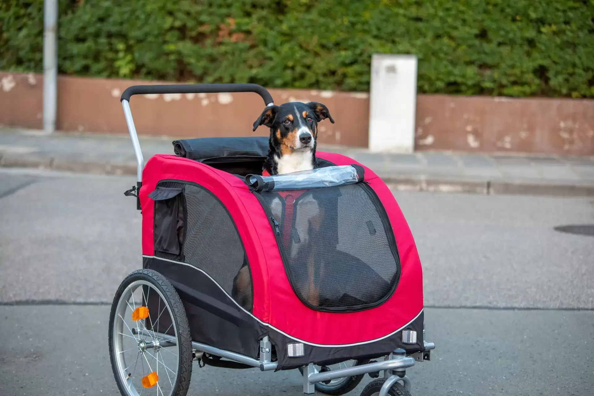 Bike &amp; Bark: Wie Fahrradanhänger für Haustiere das Radeln revolutionieren 