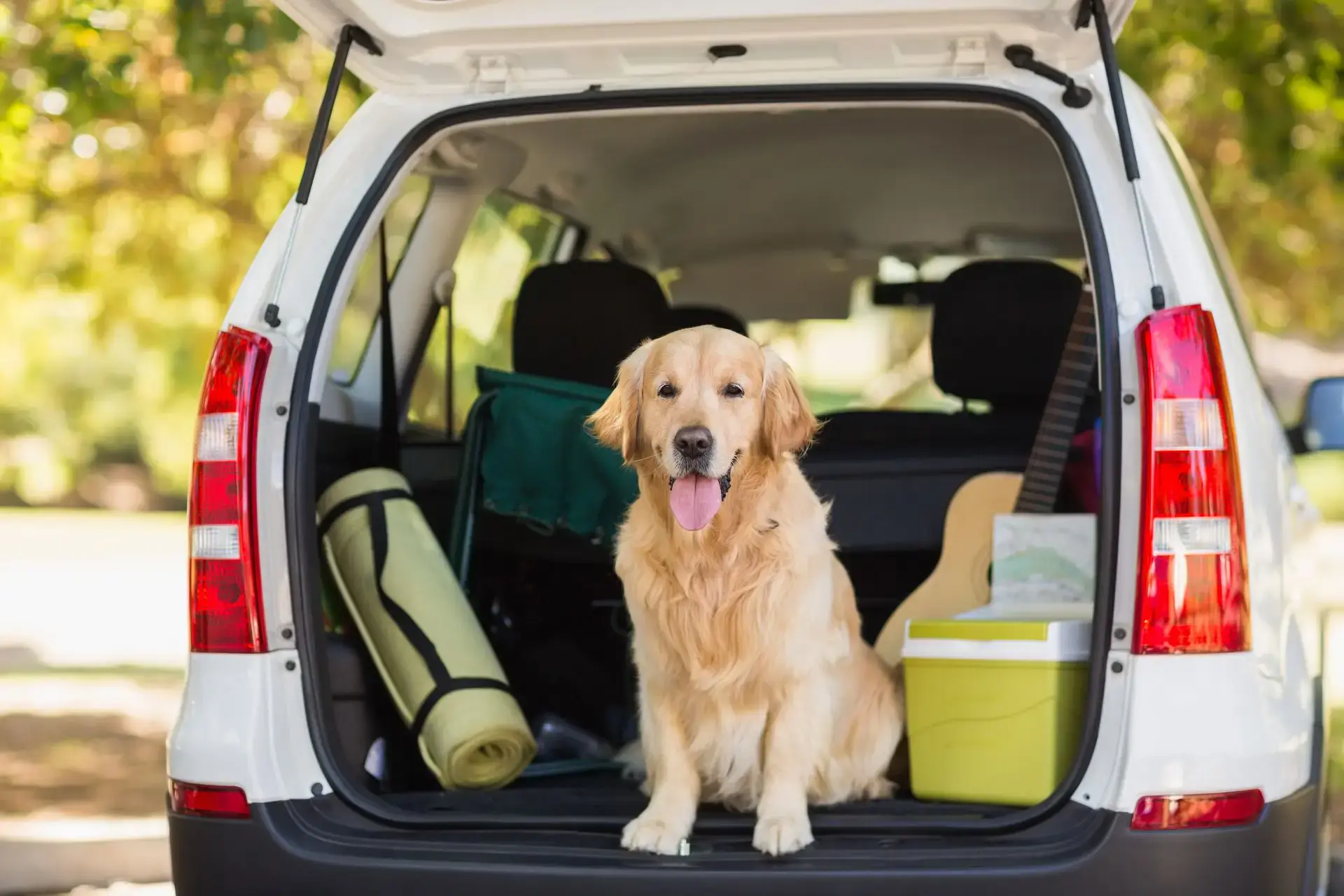 Vier Pfoten im Urlaub: Der ultimative Ratgeber für sicheres Reisen mit Hund! 