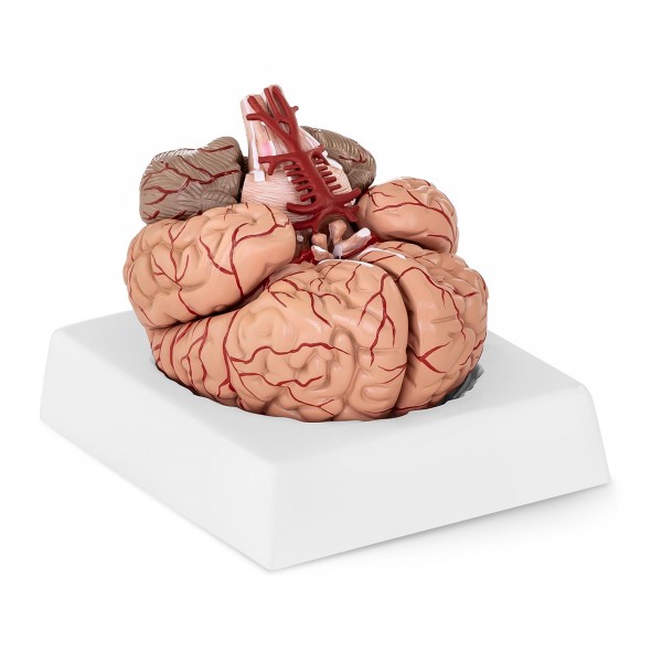Gehirn-Modell - 9 Segmente - lebensgroß