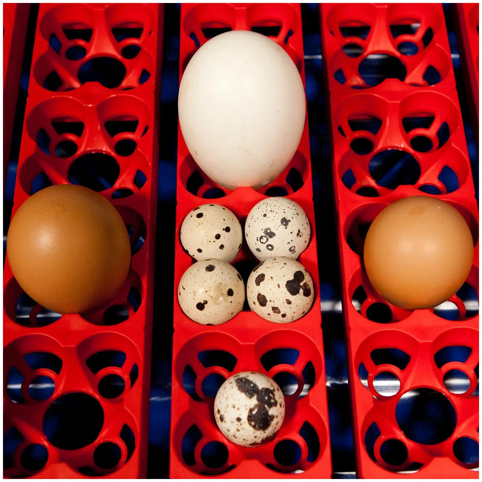 Brutapparat - 49 Eier - inklusive Bewässerungssystem - vollautomatisch