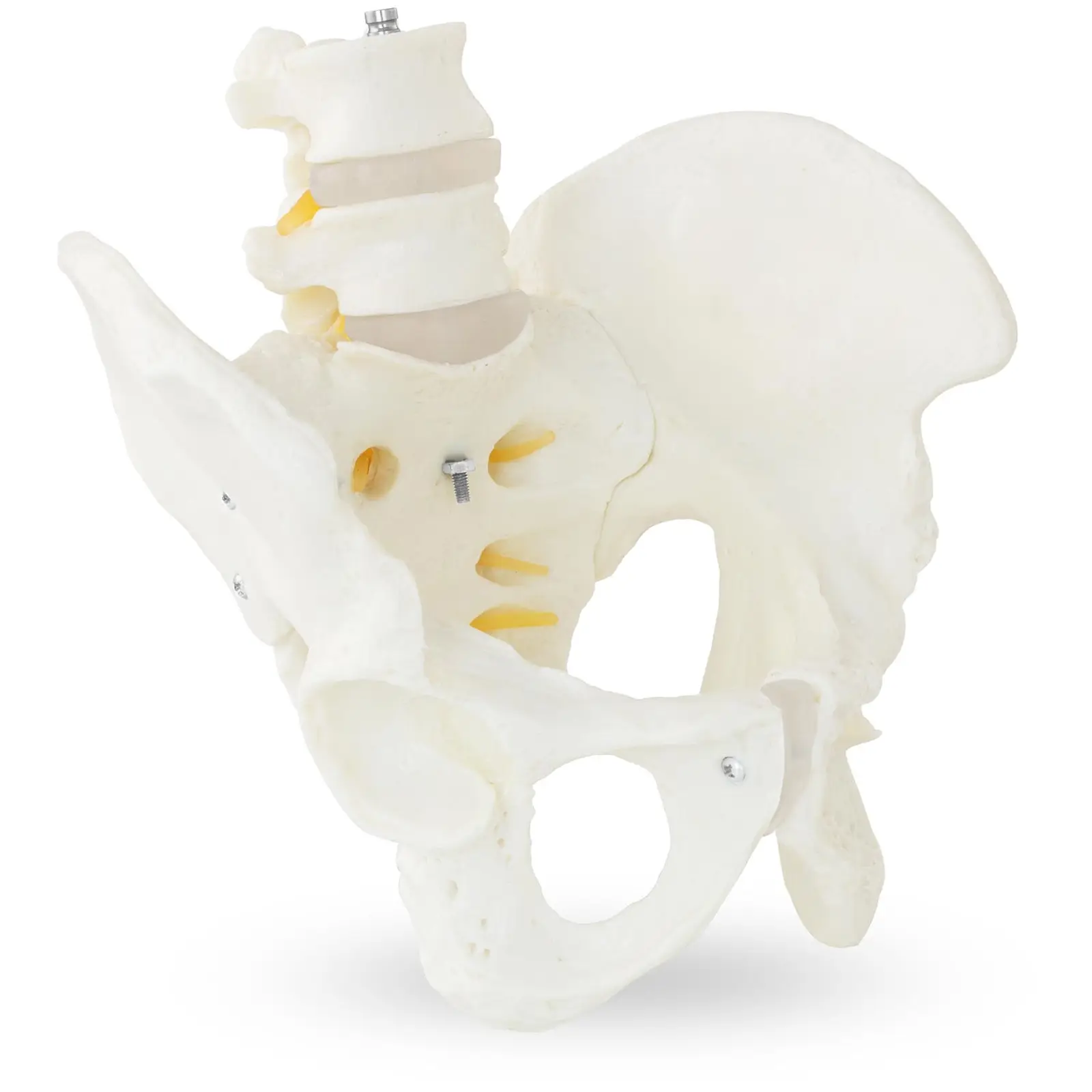 Becken mit 5 Stück Lendenwirbel Modell Anatomie Schädel Skelett Modell 