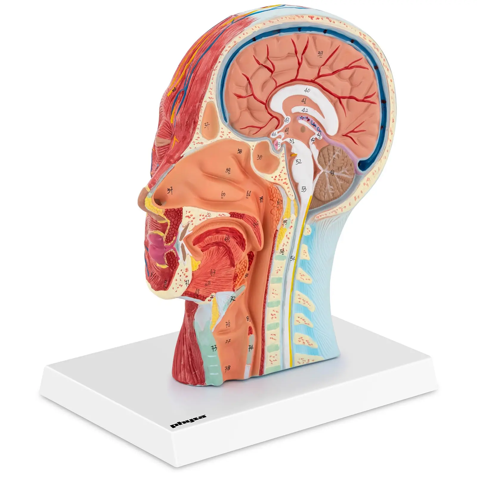 Vergrößerung 2X Menschen Gehirn Brainstem Medianschnitt Anatomie Modell 