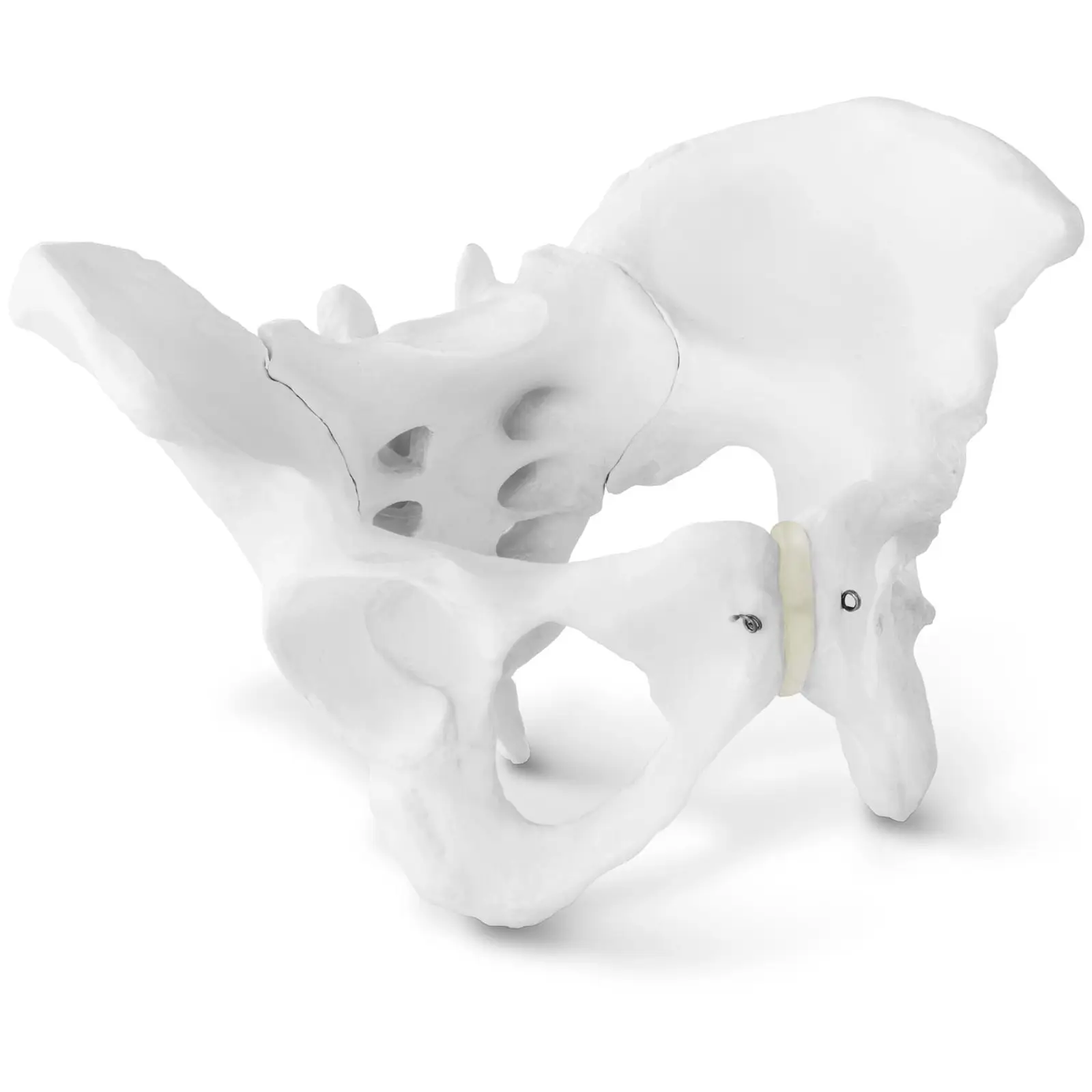 Skelett Becken-Modell - weiblich