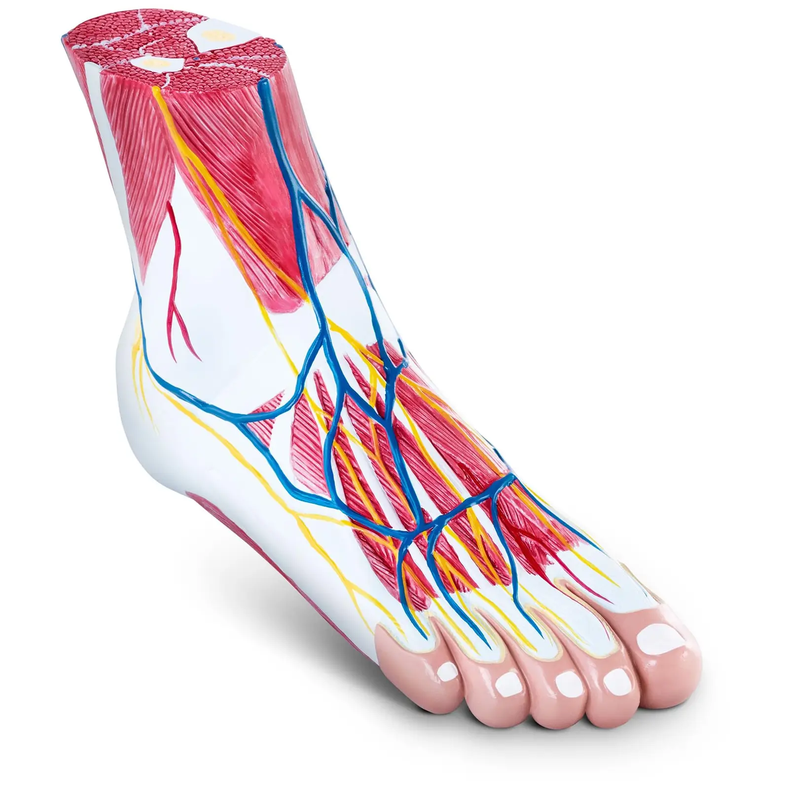Anatomiemodell - Fuß - dreiteilig - Originalgröße - Muskeldegeneration