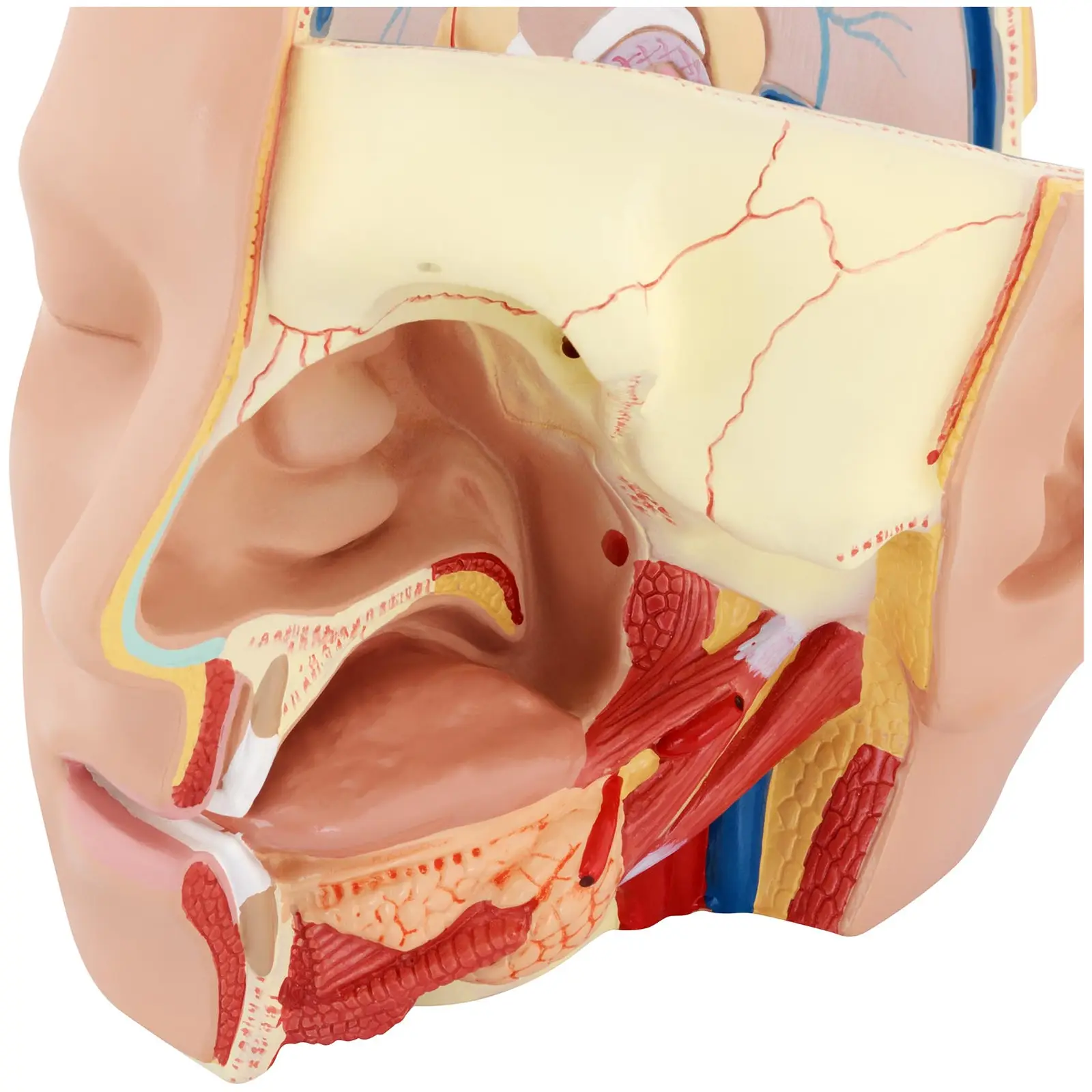 Anatomie Schädel - in 4 Teile zerlegbar - Originalgröße